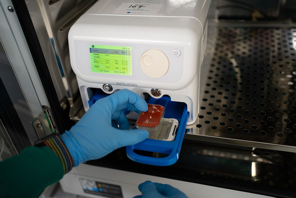 Organ on a chip 2
