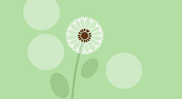 Paardebloem illustratie