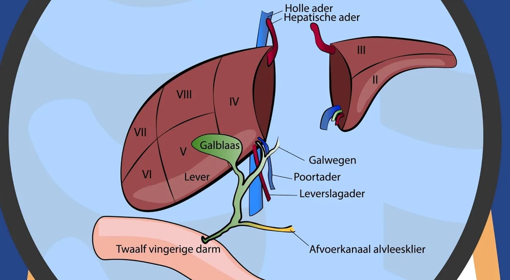 UMCG Living related lever transplantatie (LDLT) still