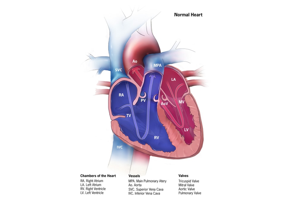 Normaal hart teaser